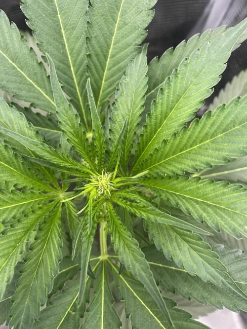 Candy One. Week 4