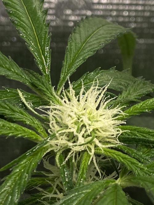 Candy One. Week 5