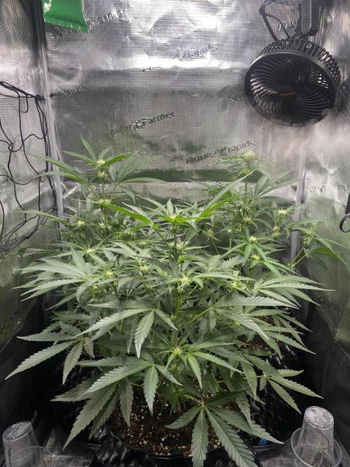 Candy One. Week 5
