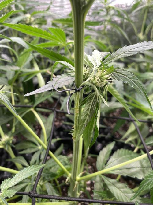 Candy One. Week 5