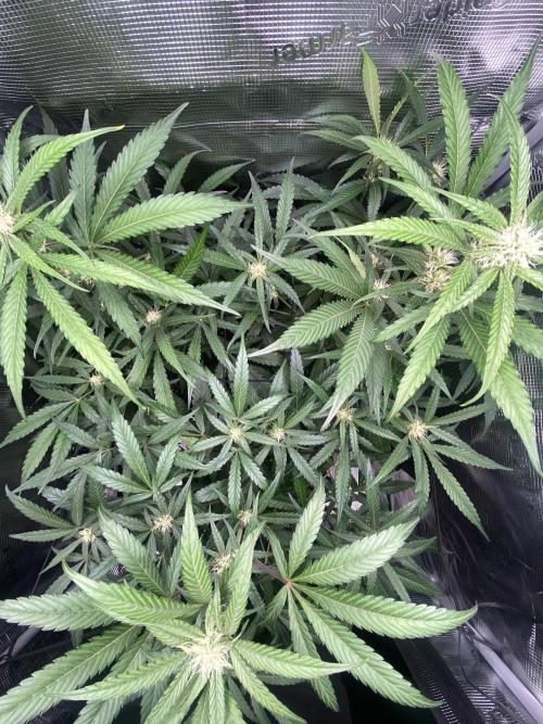 Candy One. Week 5