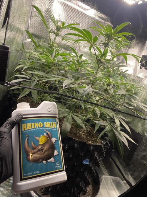 Candy One. Week 6