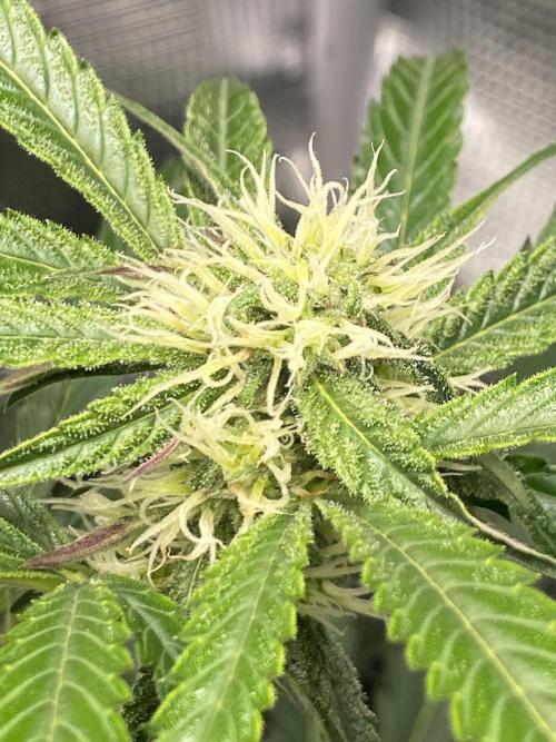Candy One. Week 6