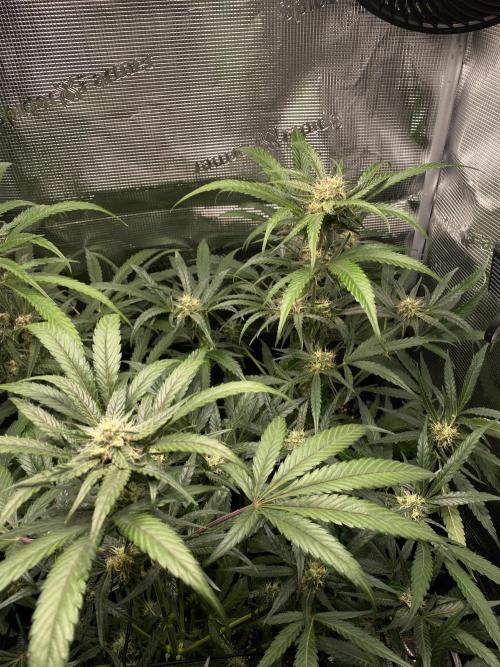 Candy One. Week 6