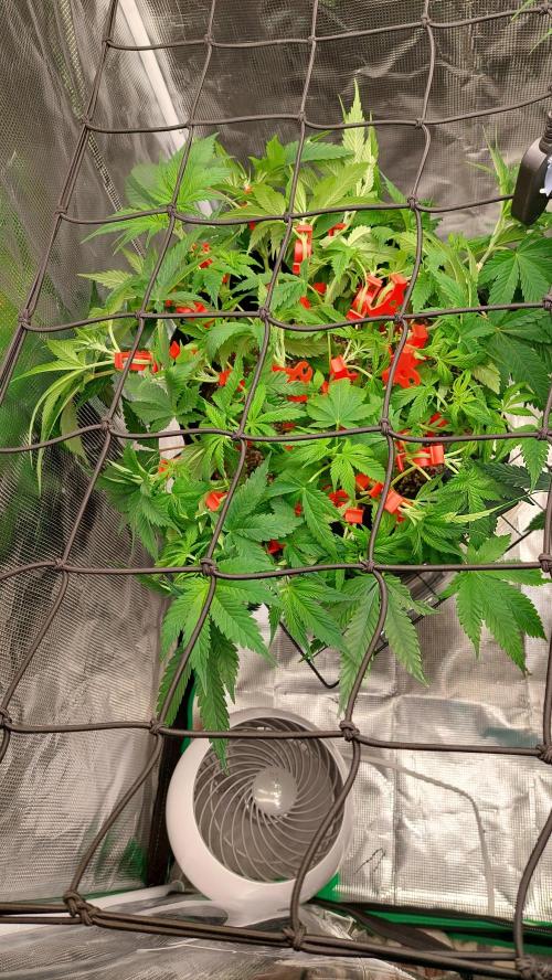 First grow - Tropicana Cookies FF. Week 9 - 4-14 I added some lst clips 