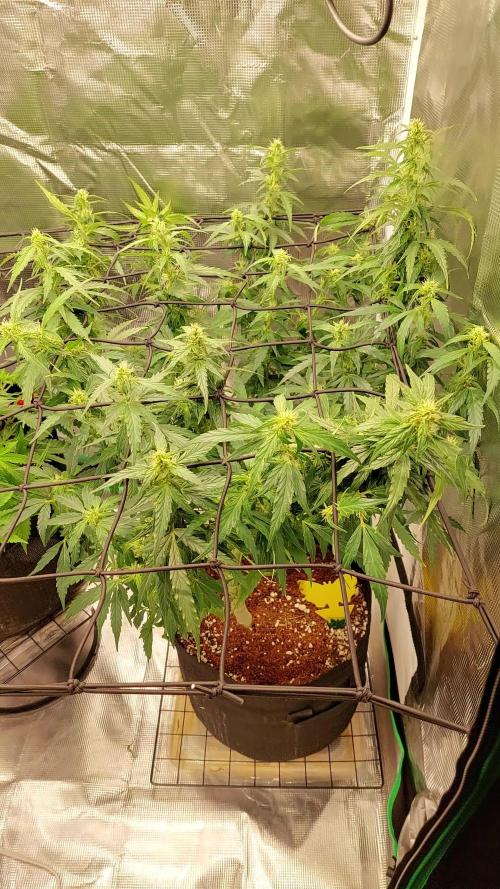 First grow - Tropicana Cookies FF