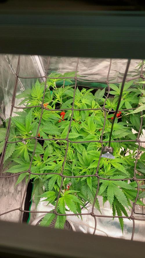 First grow - Tropicana Cookies FF. Week 9