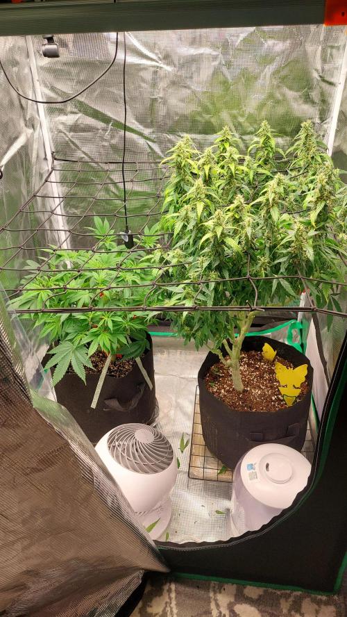 First grow - Tropicana Cookies FF. Week 11 - April 29th.
Both plants seem happy again