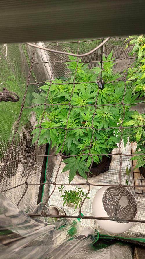 First grow - Tropicana Cookies FF. Week 11 - April 29th. Lollipopped and Defoiliated (April 26th)