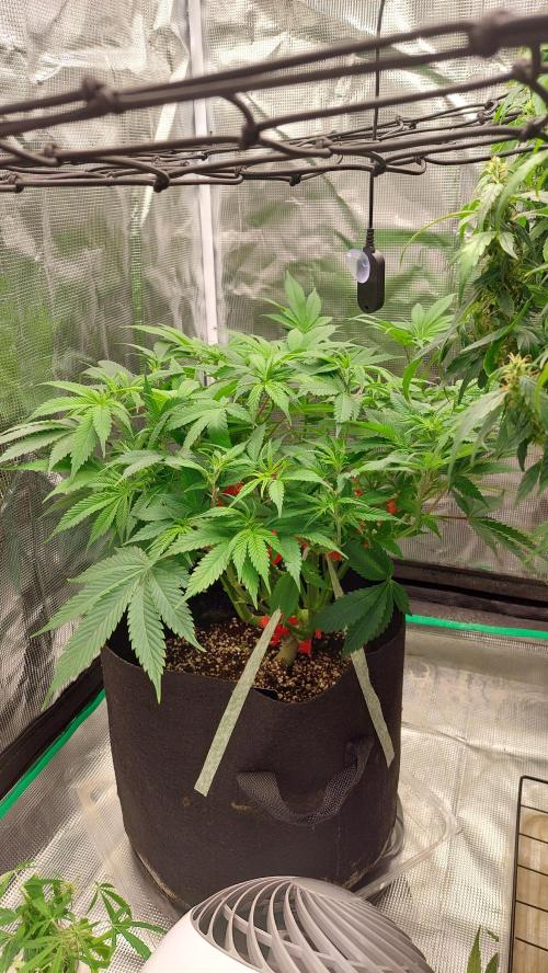 First grow - Tropicana Cookies FF. Week 11 - April 29th. I did a little lst to even it out. (April 26th)