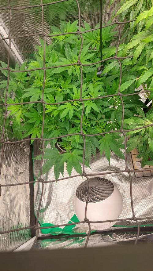 First grow - Tropicana Cookies FF. Week 11 - April 25th