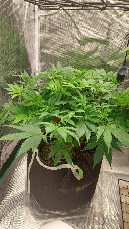 First grow - Tropicana Cookies FF. Week 11 - April 25th