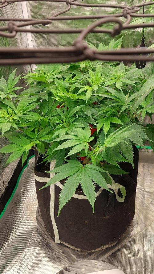 First grow - Tropicana Cookies FF. Week 10 - She needs to even out 