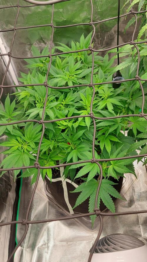 First grow - Tropicana Cookies FF. Week 10 - She's getting real bushy. Time to defoliate 