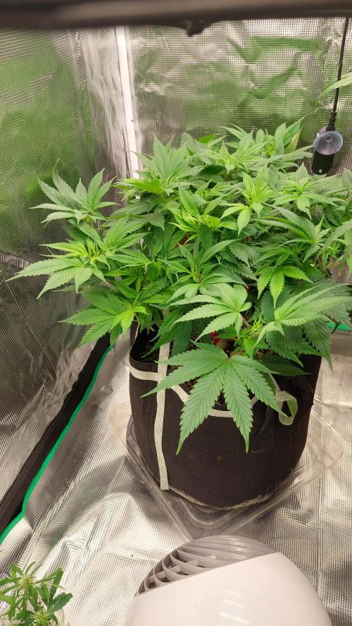 First grow - Tropicana Cookies FF. Week 10