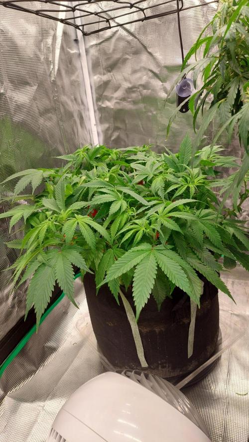 First grow - Tropicana Cookies FF. Week 10