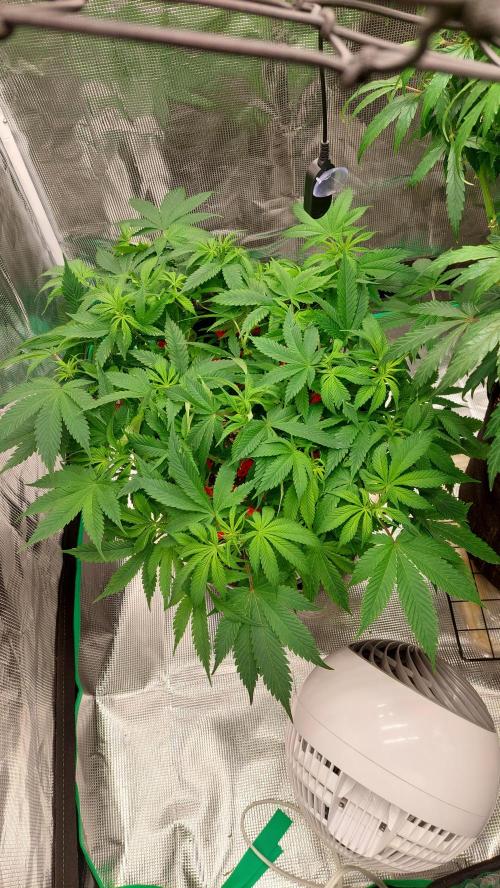 First grow - Tropicana Cookies FF. Week 10