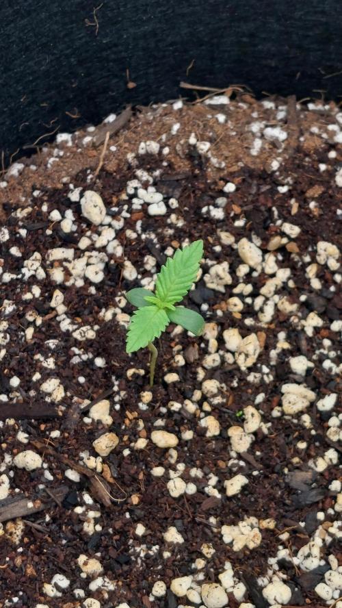 First grow - Tropicana Cookies FF. Week 0