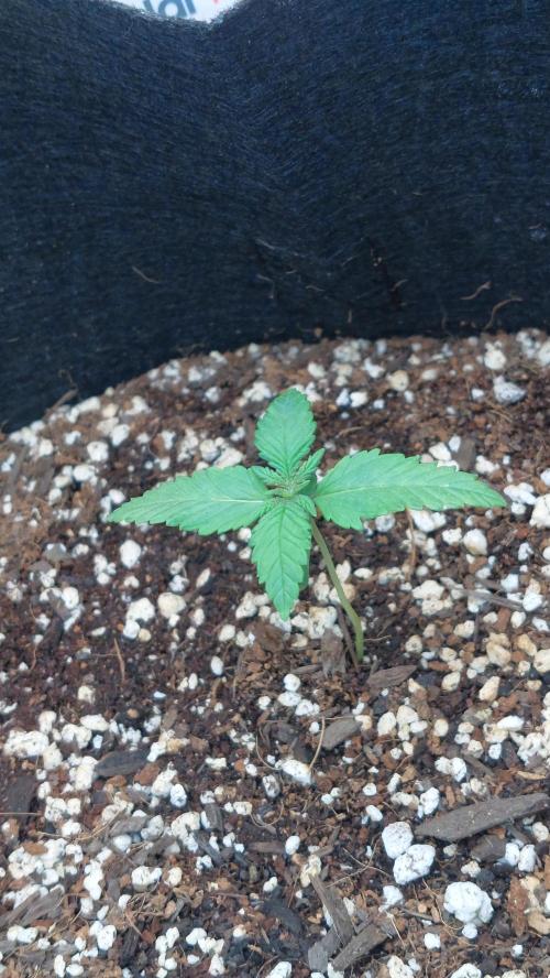 First grow - Tropicana Cookies FF. Week 0