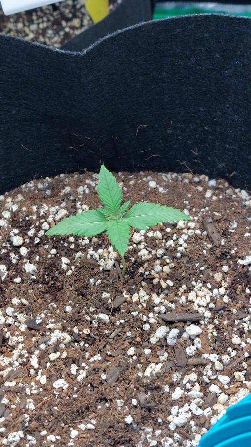 First grow - Tropicana Cookies FF. Week 0