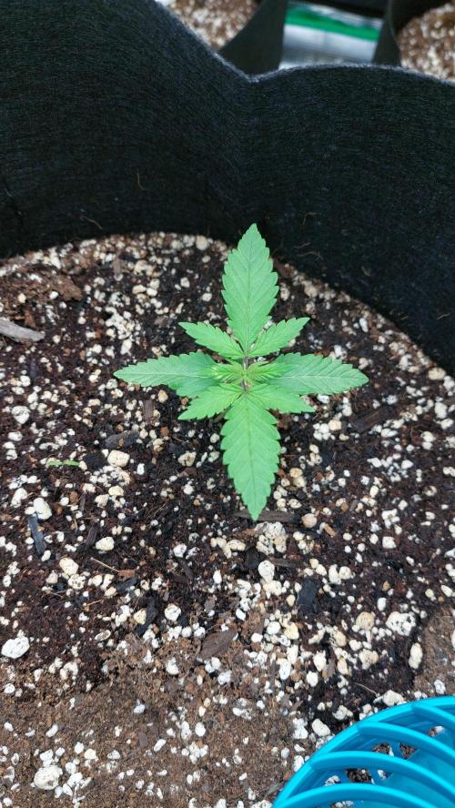 First grow - Tropicana Cookies FF. Week 0