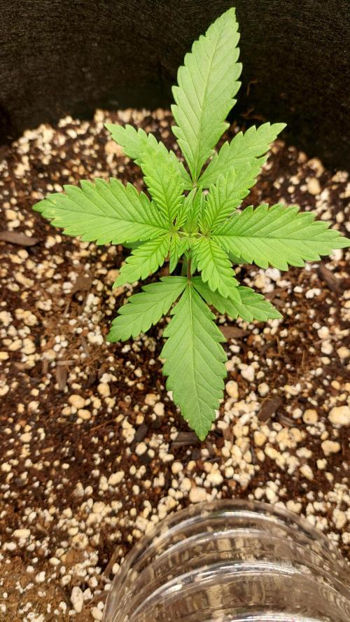 First grow - Tropicana Cookies FF. Week 1