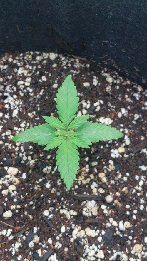 First grow - Tropicana Cookies FF. Week 1