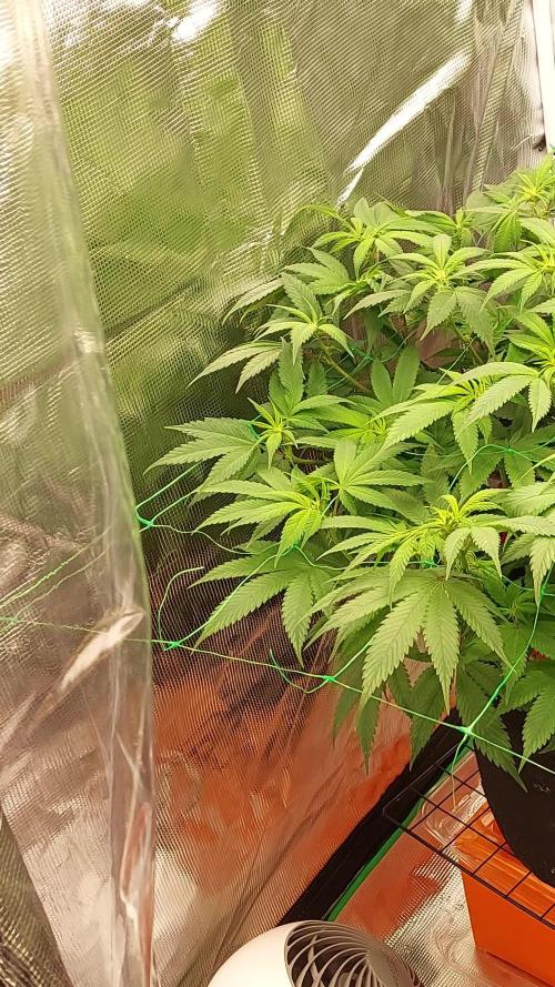 First grow - Tropicana Cookies FF