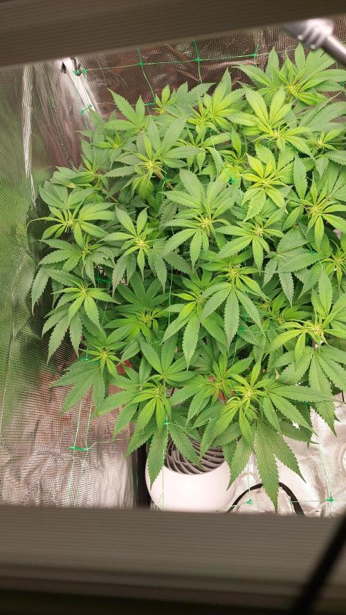 First grow - Tropicana Cookies FF. Week 12
