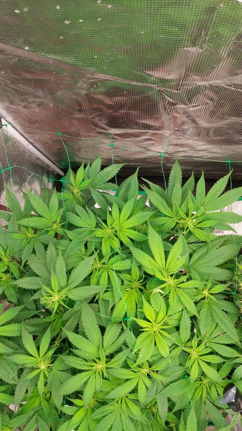 First grow - Tropicana Cookies FF. Week 12