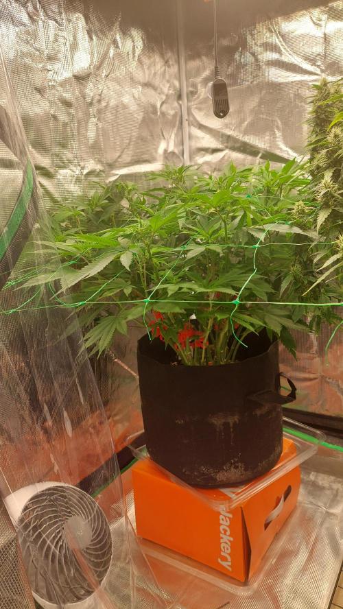 First grow - Tropicana Cookies FF. Week 12