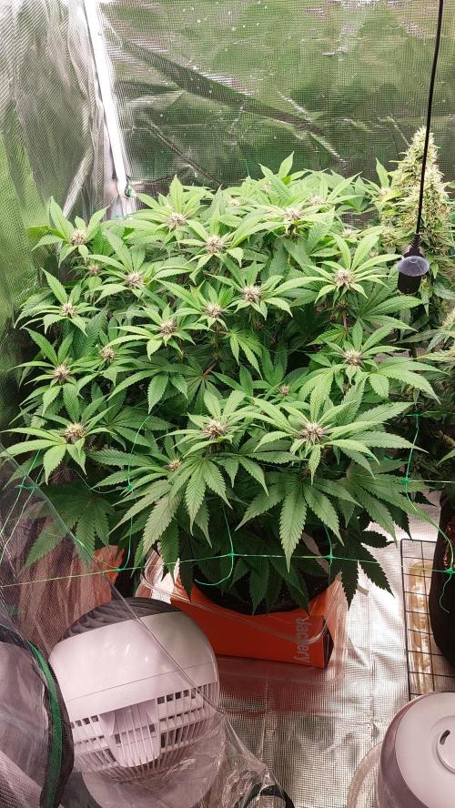 First grow - Tropicana Cookies FF. Week 13