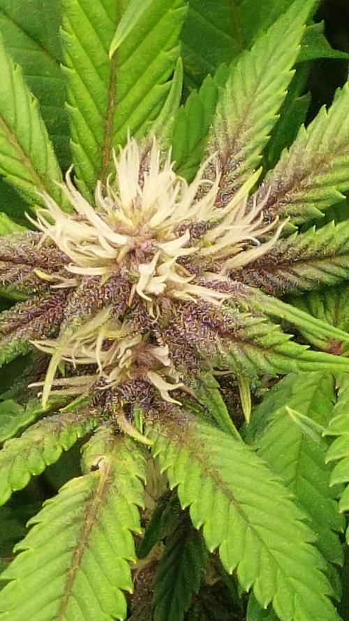 First grow - Tropicana Cookies FF. Week 13