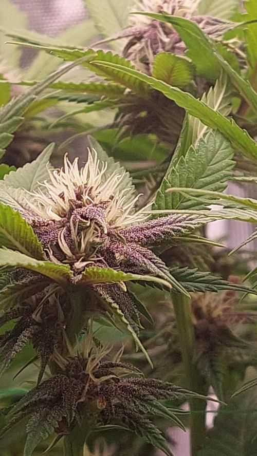 First grow - Tropicana Cookies FF. Week 13