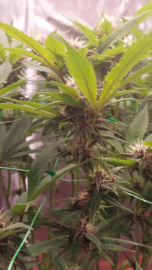 First grow - Tropicana Cookies FF. Week 13