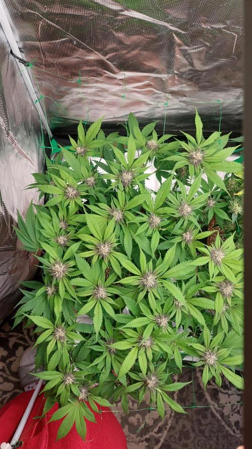 First grow - Tropicana Cookies FF. Week 13 - Top view after Defoiliating and lollipop 