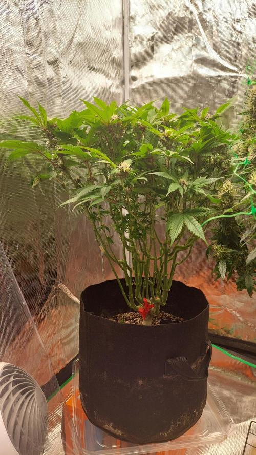 First grow - Tropicana Cookies FF. Week 13 - Lollipop and defoliate 