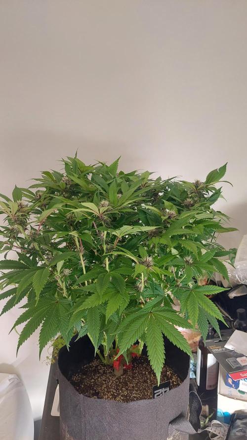Tropicana Cookies FF. Week 13