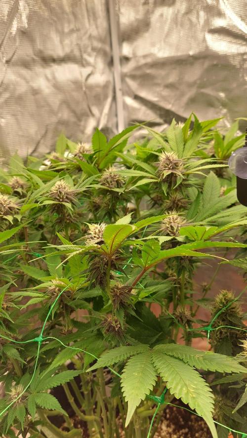 First grow - Tropicana Cookies FF. Week 14