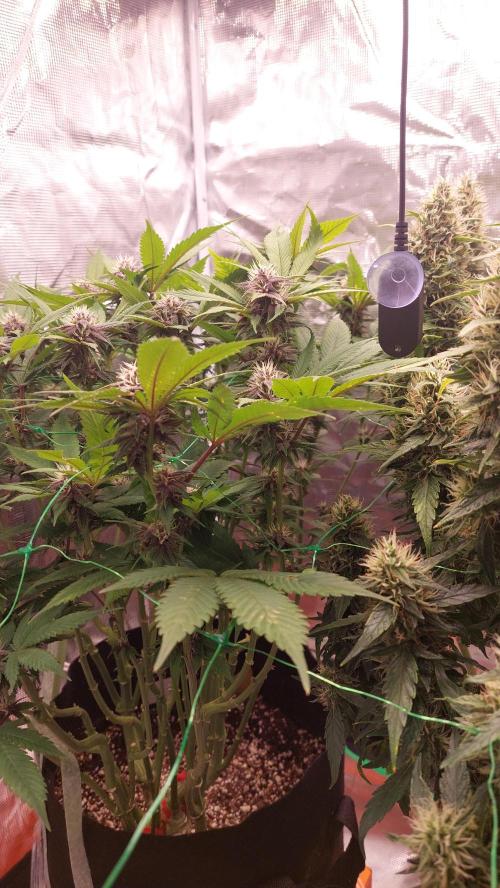 First grow - Tropicana Cookies FF. Week 14