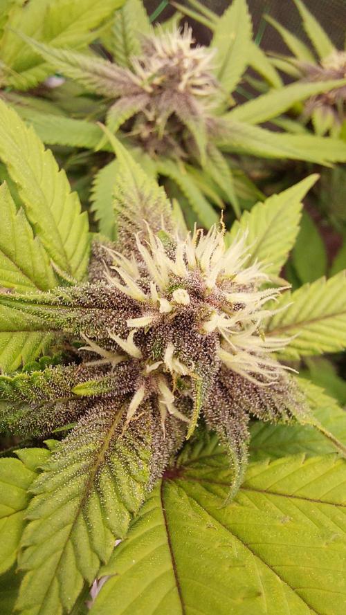 First grow - Tropicana Cookies FF. Week 14