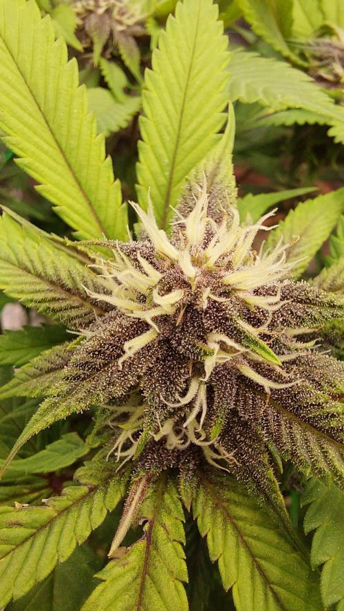 First grow - Tropicana Cookies FF. Week 14