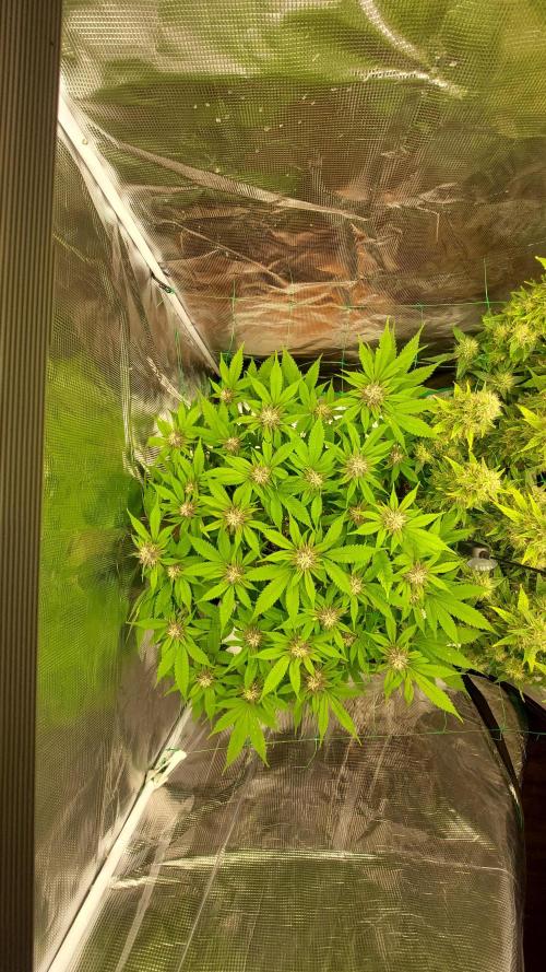 First grow - Tropicana Cookies FF. Week 14