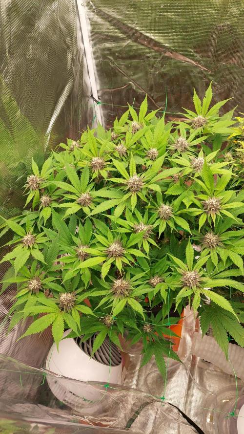 First grow - Tropicana Cookies FF. Week 14