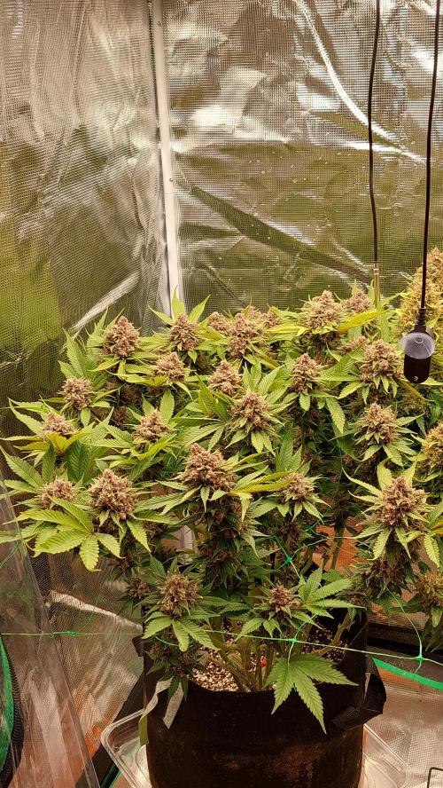First grow - Tropicana Cookies FF. Week 19
