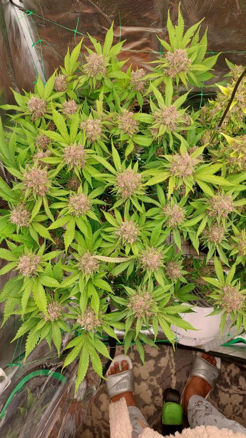 First grow - Tropicana Cookies FF. Week 19