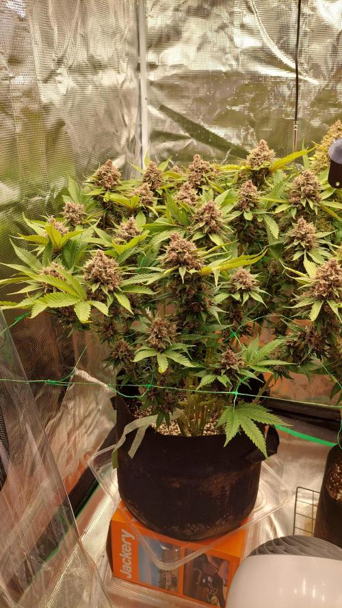 First grow - Tropicana Cookies FF. Week 19