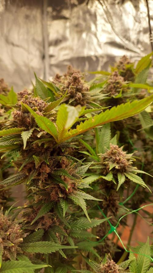 First grow - Tropicana Cookies FF. Week 19