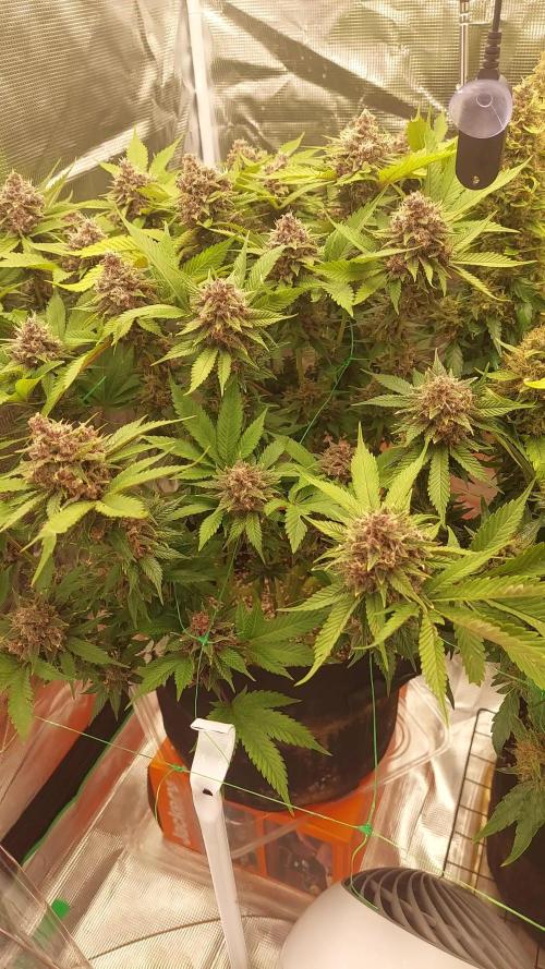 First grow - Tropicana Cookies FF