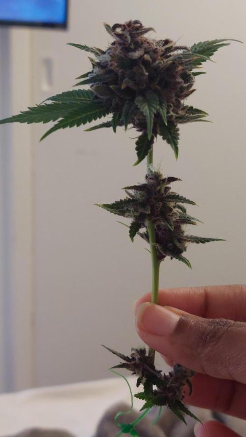 First grow - Tropicana Cookies FF. Week 19